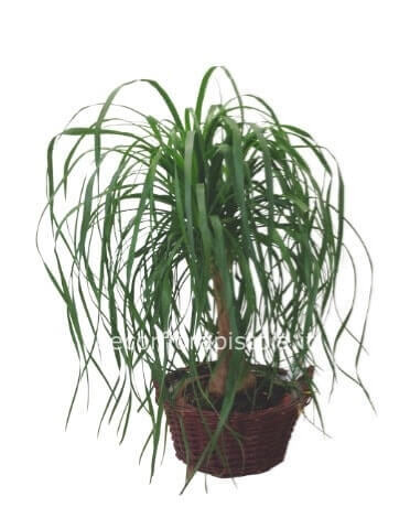 Pianta di beucarnea