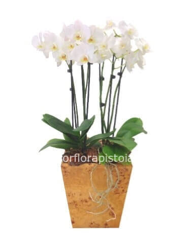 Pianta di phaleonopsis a 3 steli