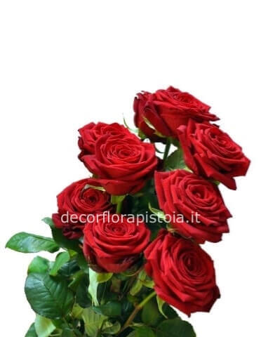Rose a stello lungo