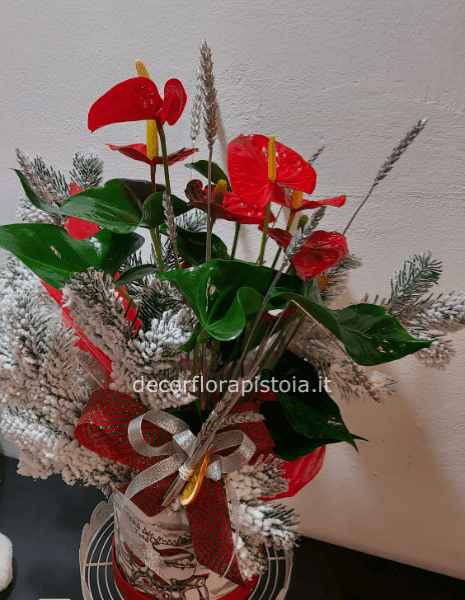 Anthurium speciale