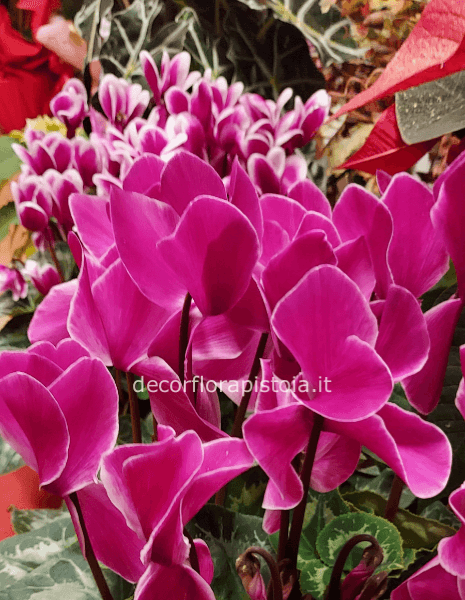 Ciclamino 